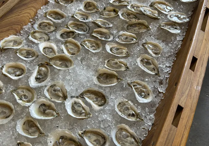 Oyster Action 1